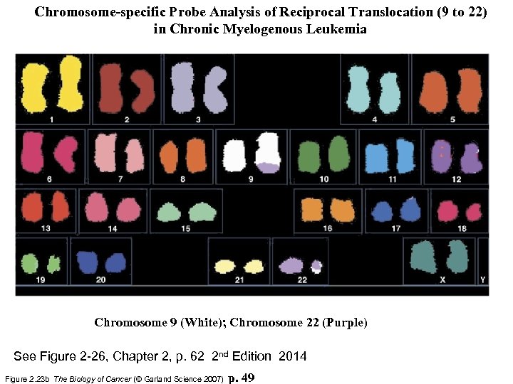 Chromosome-specific Probe Analysis of Reciprocal Translocation (9 to 22) in Chronic Myelogenous Leukemia Chromosome