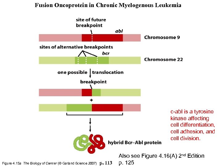 Fusion Oncoprotein in Chronic Myelogenous Leukemia c-abl is a tyrosine kinase affecting cell differentiation,