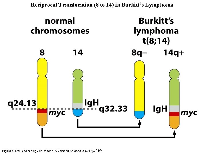 Reciprocal Translocation (8 to 14) in Burkitt’s Lymphoma Figure 4. 13 a The Biology