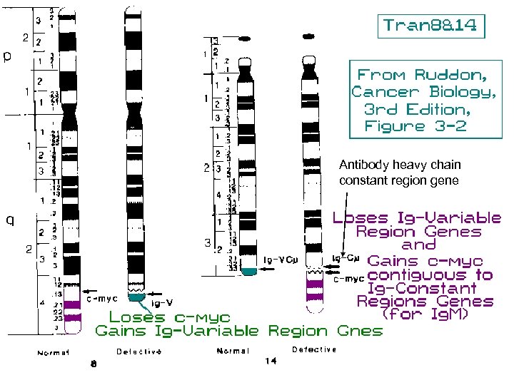 Antibody heavy chain constant region gene 