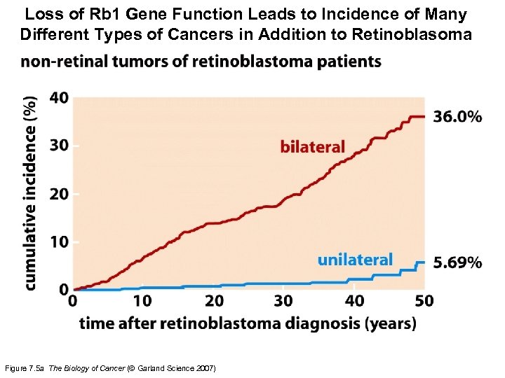 Loss of Rb 1 Gene Function Leads to Incidence of Many Different Types of