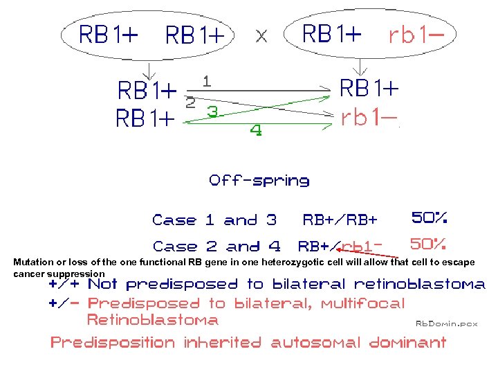 Mutation or loss of the one functional RB gene in one heterozygotic cell will