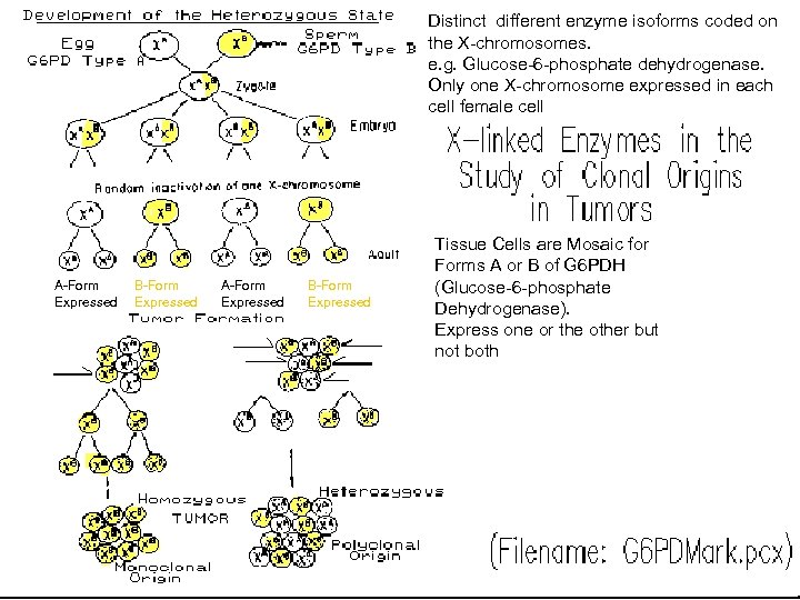 Distinct different enzyme isoforms coded on the X-chromosomes. e. g. Glucose-6 -phosphate dehydrogenase. Only