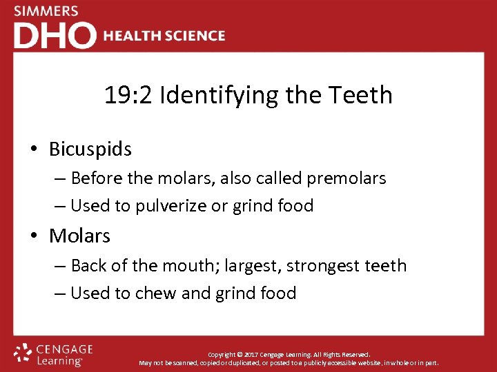 19: 2 Identifying the Teeth • Bicuspids – Before the molars, also called premolars
