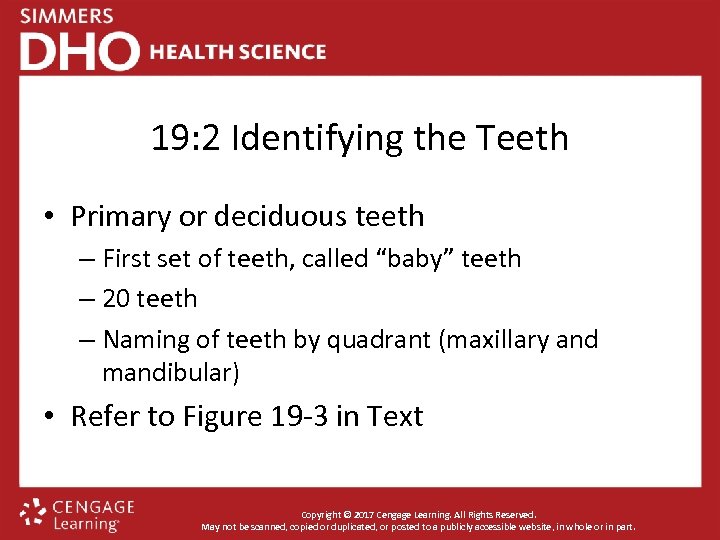 19: 2 Identifying the Teeth • Primary or deciduous teeth – First set of