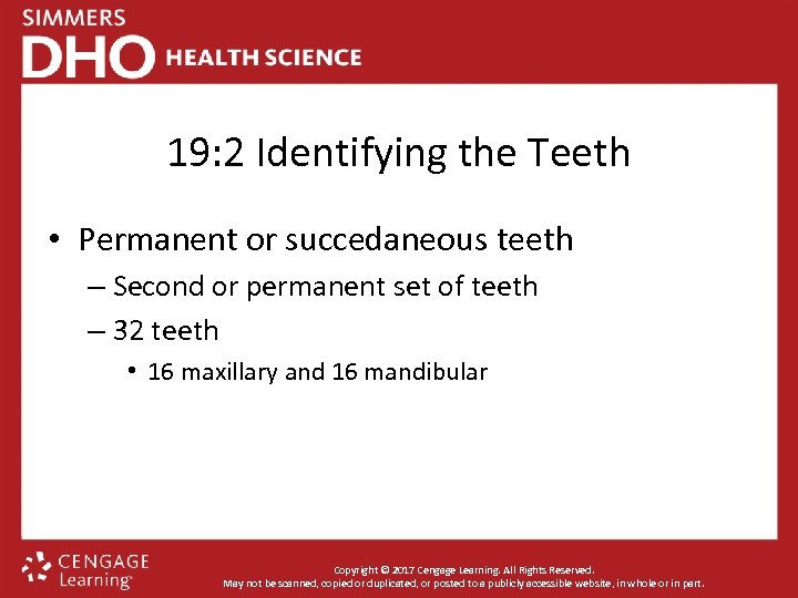 19: 2 Identifying the Teeth • Permanent or succedaneous teeth – Second or permanent