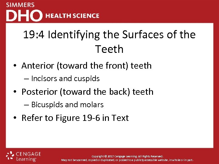 19: 4 Identifying the Surfaces of the Teeth • Anterior (toward the front) teeth