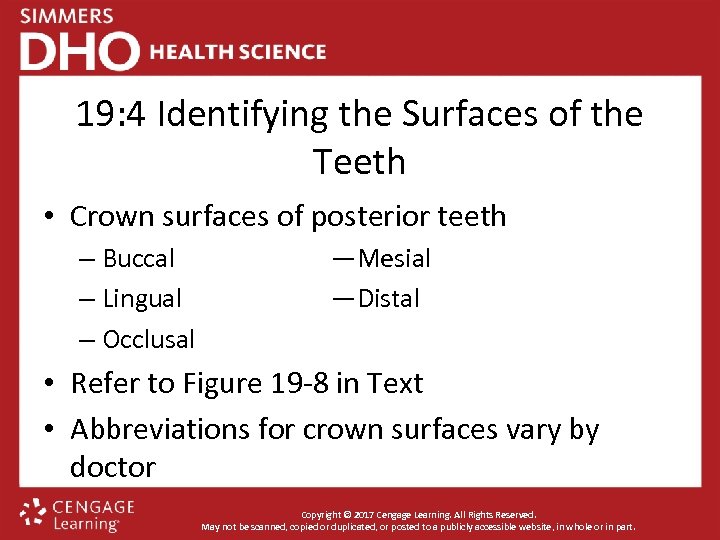 19: 4 Identifying the Surfaces of the Teeth • Crown surfaces of posterior teeth