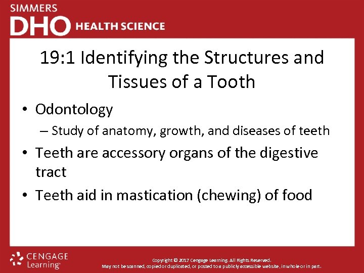 19: 1 Identifying the Structures and Tissues of a Tooth • Odontology – Study