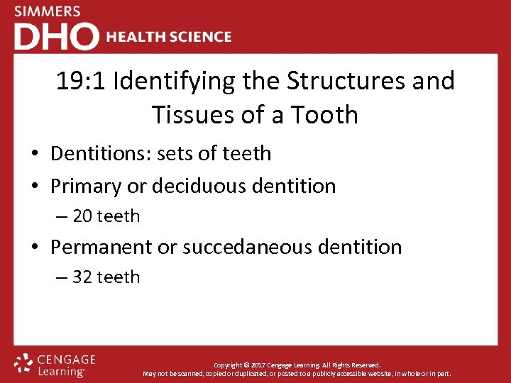 19: 1 Identifying the Structures and Tissues of a Tooth • Dentitions: sets of