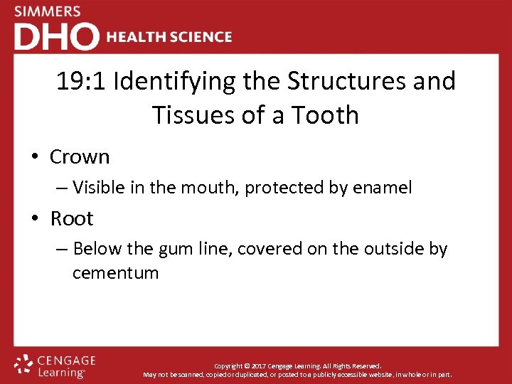 19: 1 Identifying the Structures and Tissues of a Tooth • Crown – Visible
