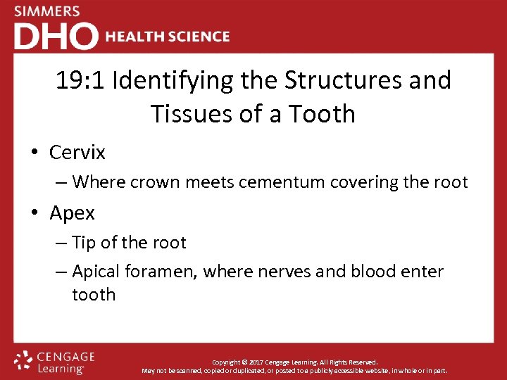 19: 1 Identifying the Structures and Tissues of a Tooth • Cervix – Where