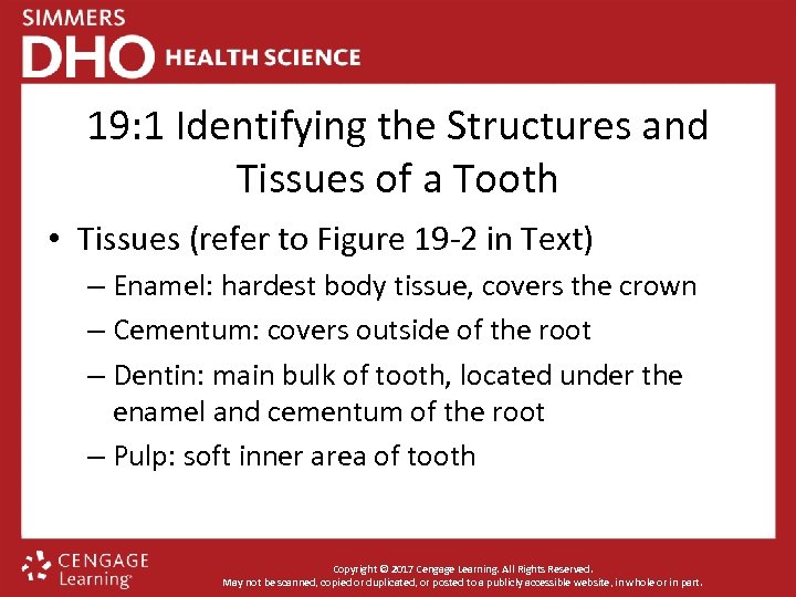 19: 1 Identifying the Structures and Tissues of a Tooth • Tissues (refer to