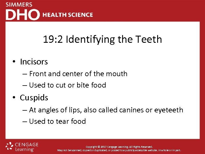 19: 2 Identifying the Teeth • Incisors – Front and center of the mouth