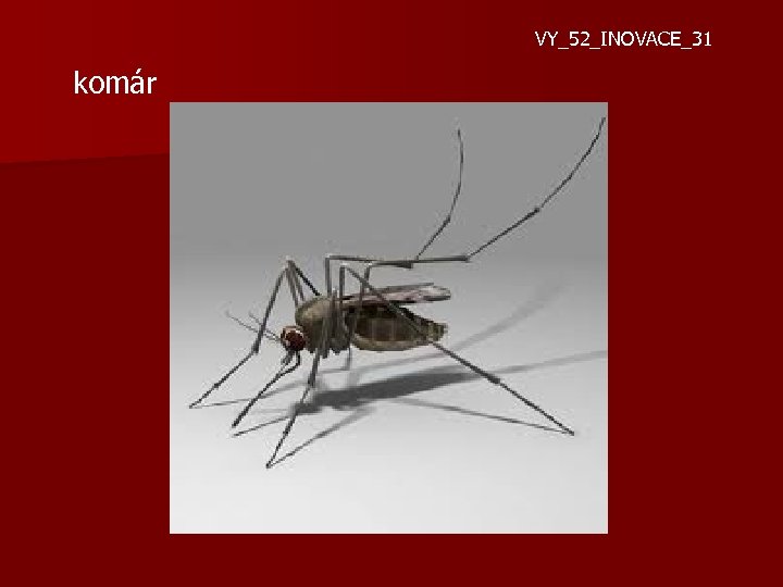 VY_52_INOVACE_31 komár 