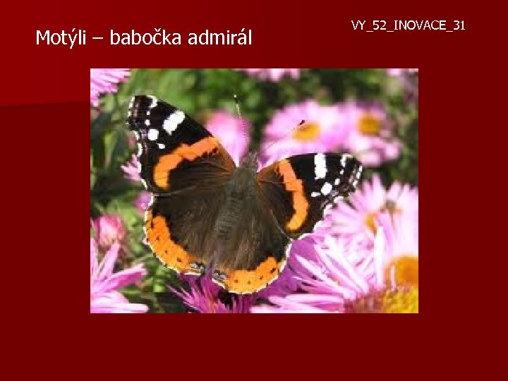 Motýli – babočka admirál VY_52_INOVACE_31 