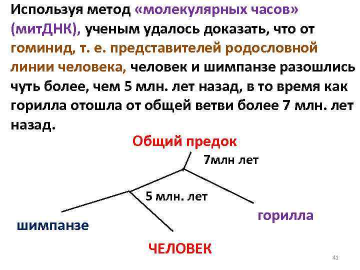 Используя метод «молекулярных часов» (мит. ДНК), ученым удалось доказать, что от гоминид, т. е.