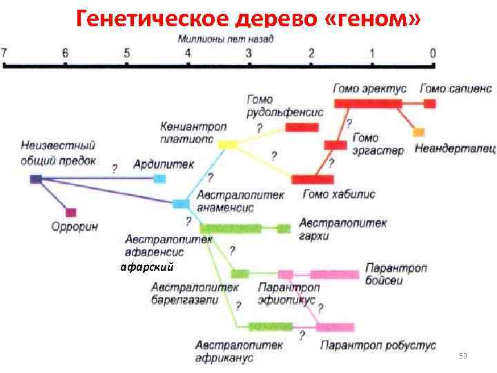 Генетическое дерево «геном» афарский 53 