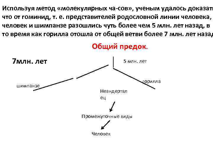 Используя метод «молекулярных ча сов» , ученым удалось доказать что от гоминид, т. е.