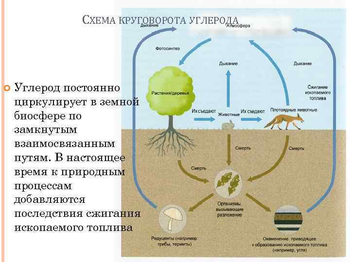 СХЕМА КРУГОВОРОТА УГЛЕРОДА Углерод постоянно циркулирует в земной биосфере по замкнутым взаимосвязанным путям. В