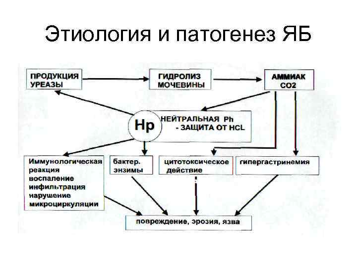 Этиология и патогенез ЯБ 