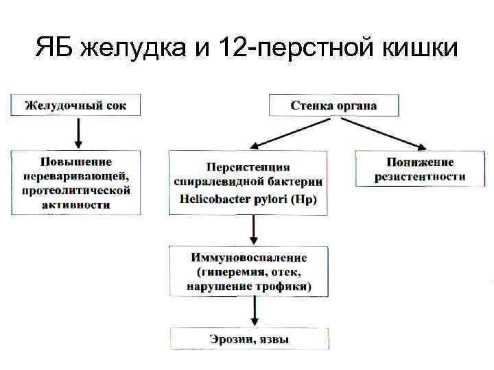 ЯБ желудка и 12 -перстной кишки 