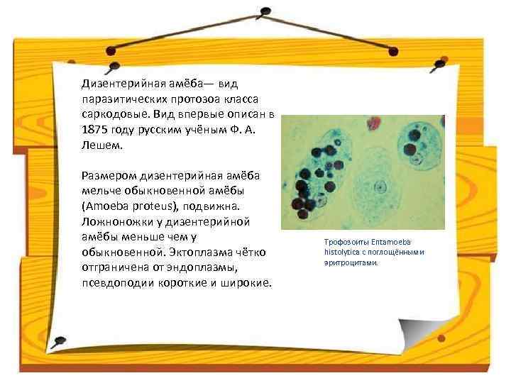 Дизентерийная амёба— вид паразитических протозоа класса саркодовые. Вид впервые описан в 1875 году русским