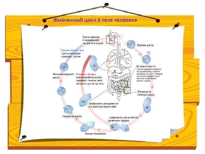 Жизненный цикл в теле человека 
