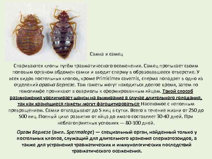 Постельный клоп самка и самец. Постельный клоп матка и самец. Как выглядит самка и самец клопа. Постельный клоп размер. Взрослая особь клопа постельного.