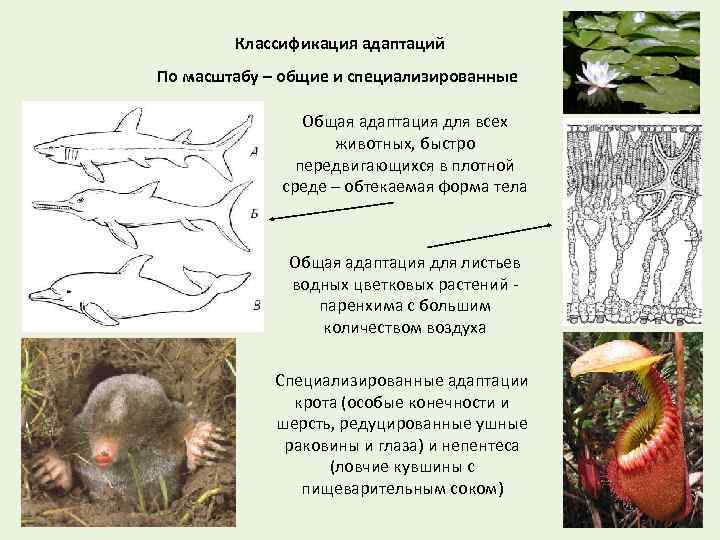 Примеры адаптации. Классификации адаптации в биологии. Общие адаптации примеры. Привести примеры адаптации. Возникновение адаптаций в результате естественного.