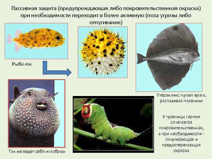Спасаются при помощи защитной окраски примеры. Адаптации средства пассивной защиты. Пассивная защита у животных примеры. Пассивная защита растений. Средства пассивной защиты у растений.
