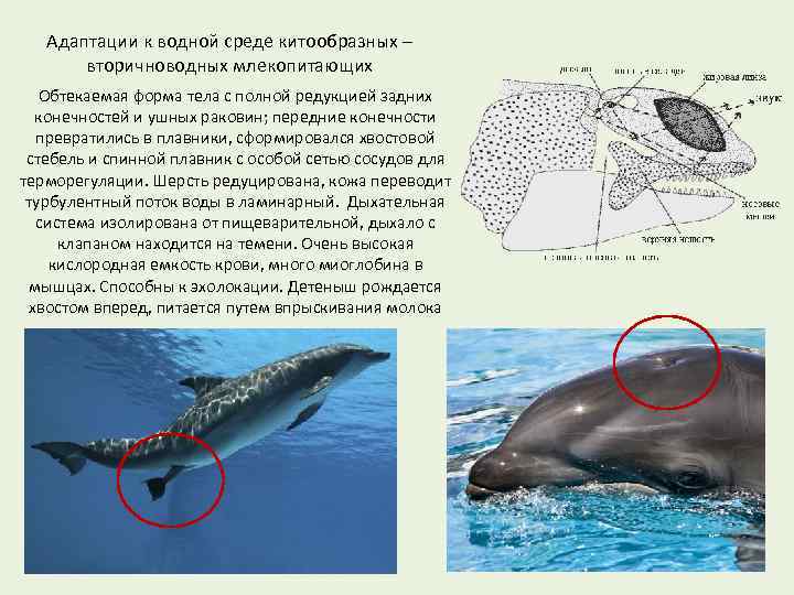 Приспособления млекопитающих к условиям среды. Форма тела адаптация. Адатапцияживотных к водной среде. Адаптация форма тела примеры. Форма тела китообразных.