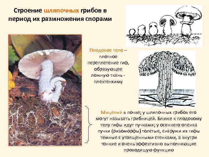 Строение шляпочных грибов в период их размножения спорами Плодовое тело – плотное переплетение гиф,