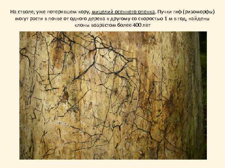 На стволе, уже потерявшем кору, мицелий осеннего опенка. Пучки гиф (ризоморфы) могут расти в