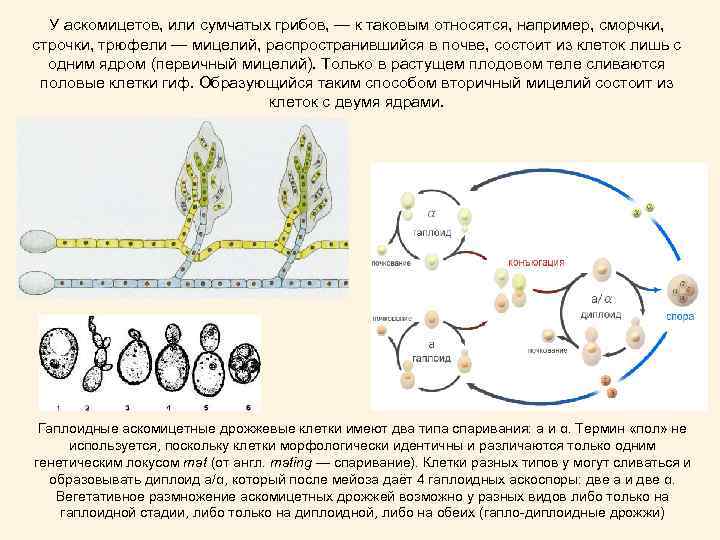 У аскомицетов, или сумчатых грибов, — к таковым относятся, например, сморчки, строчки, трюфели —