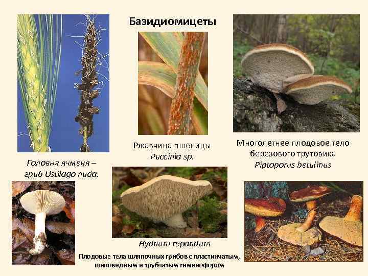 Базидиомицеты Головня ячменя – гриб Ustilago nuda. Ржавчина пшеницы Puccinia sp. Многолетнее плодовое тело