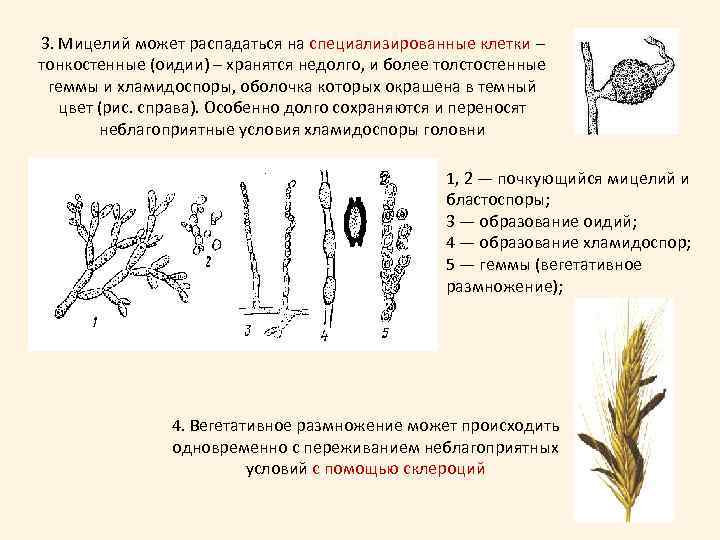 3. Мицелий может распадаться на специализированные клетки – тонкостенные (оидии) – хранятся недолго, и