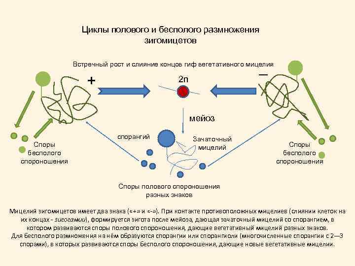 Формирование спор. Зигомикоты жизненный цикл. Жизненный цикл зигомицетов. Зигомицеты жизненный цикл схема. Цикл развития гриба мукора.