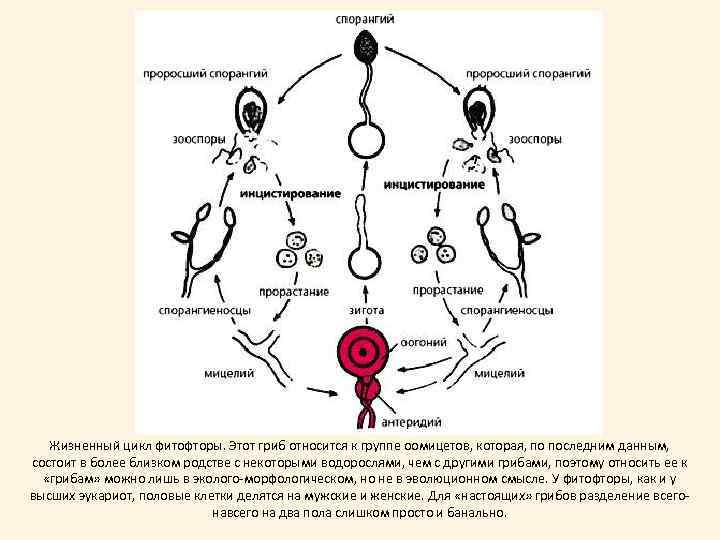 Жизненный цикл фитофторы. Этот гриб относится к группе оомицетов, которая, по последним данным, состоит