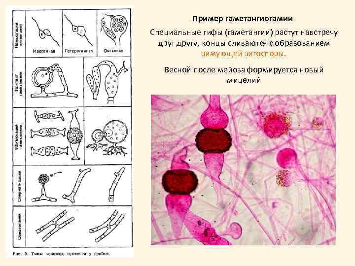 Пример гаметангиогамии Специальные гифы (гаметангии) растут навстречу другу, концы сливаются с образованием зимующей зигоспоры.