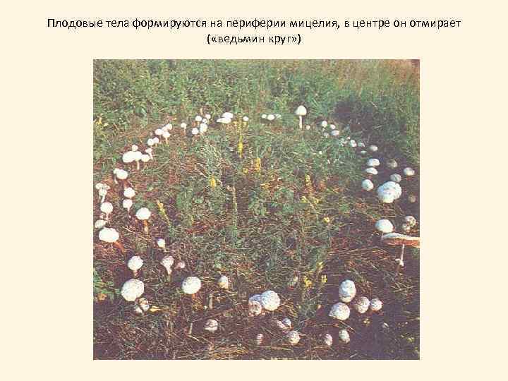 Плодовые тела формируются на периферии мицелия, в центре он отмирает ( «ведьмин круг» )