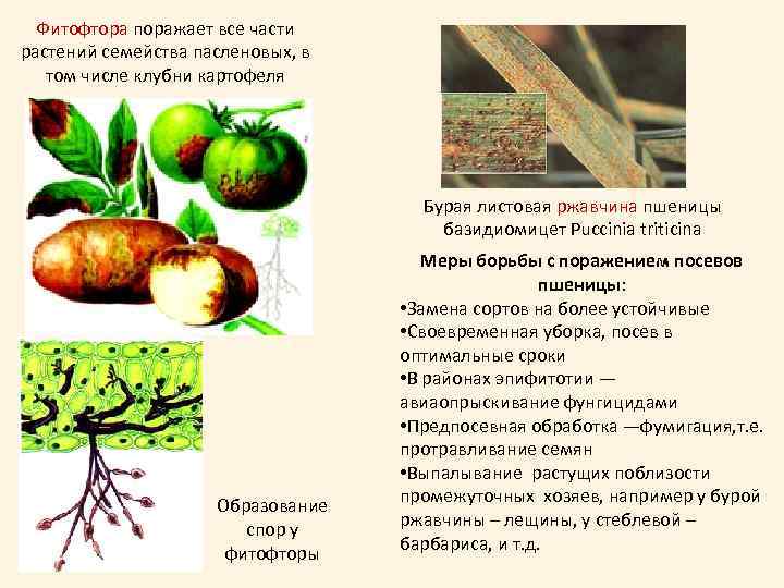 Фитофтора поражает все части растений семейства пасленовых, в том числе клубни картофеля Бурая листовая