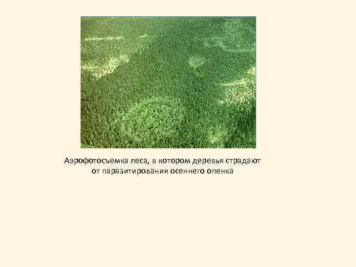 Аэрофотосъемка леса, в котором деревья страдают от паразитирования осеннего опенка 