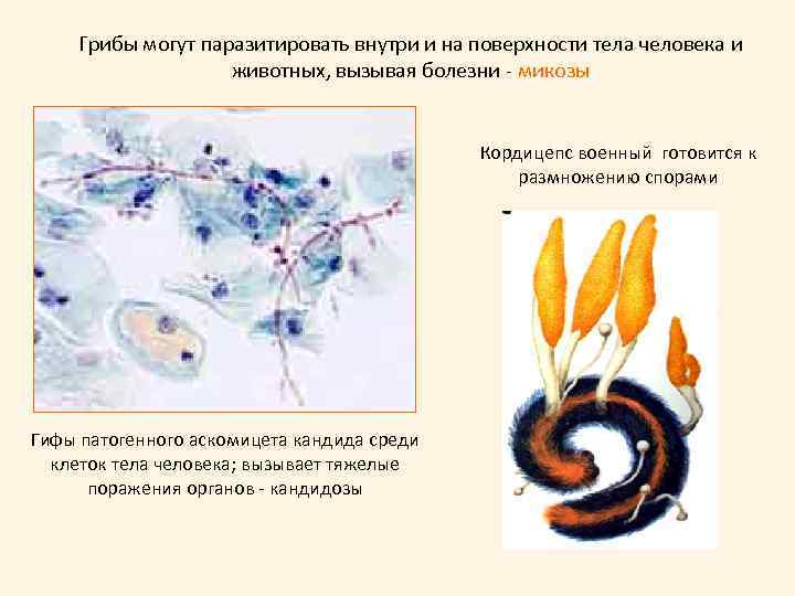 Грибы могут паразитировать внутри и на поверхности тела человека и животных, вызывая болезни -