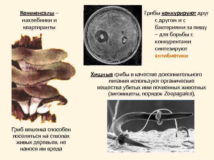 Комменсалы – нахлебники и квартиранты Грибы конкурируют друг с другом и с бактериями за