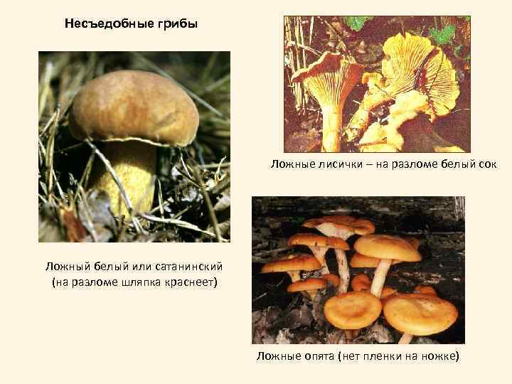 Несъедобные грибы Ложные лисички – на разломе белый сок Ложный белый или сатанинский (на