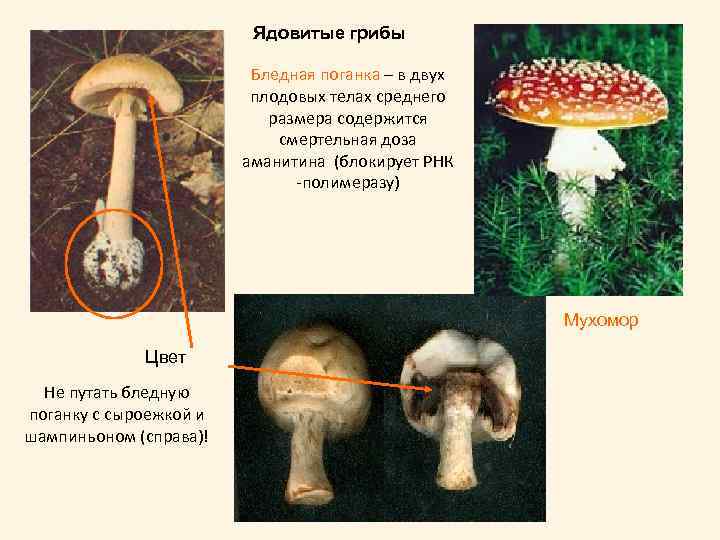 Грибы обж 8 класс. Бледная поганка ядовитые грибы. Описание грибов бледная поганка. Ядовитые грибы бледная поганка и описание. Бледная поганка шляпочный гриб.