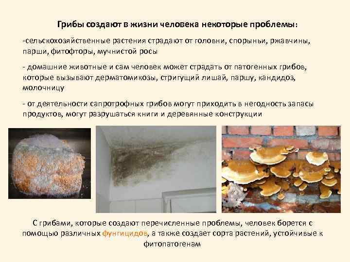 Грибы создают в жизни человека некоторые проблемы: -сельскохозяйственные растения страдают от головни, спорыньи, ржавчины,