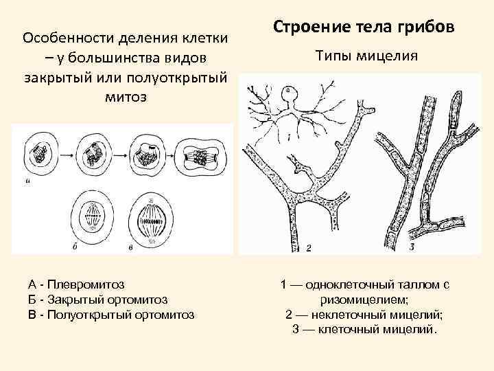 Особенности деления клетки – у большинства видов закрытый или полуоткрытый митоз А - Плевромитоз