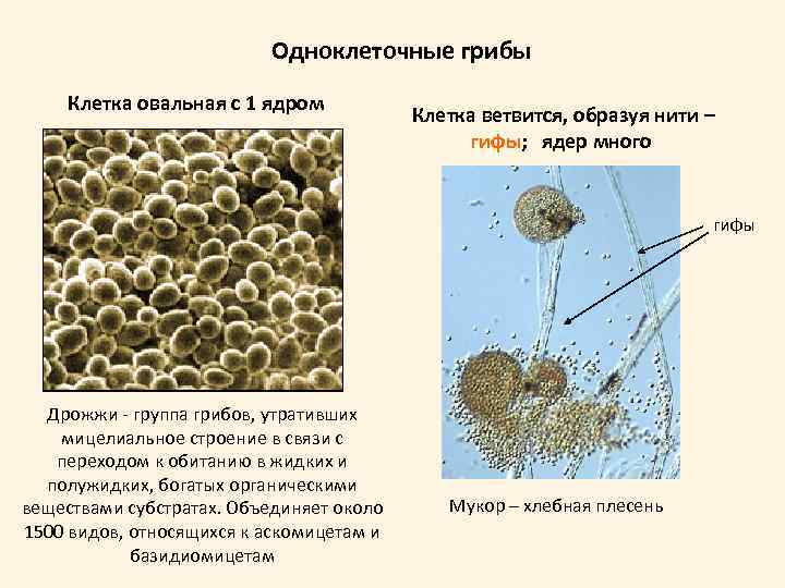 Одноклеточные грибы Клетка овальная с 1 ядром Клетка ветвится, образуя нити – гифы; ядер
